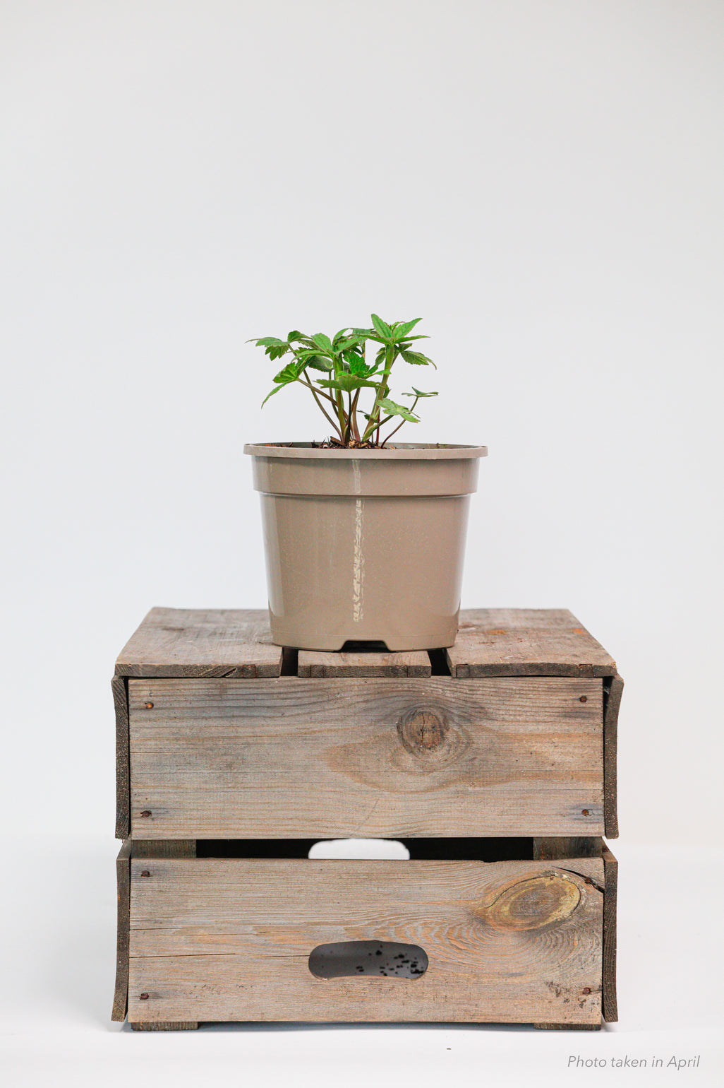 products/SotoProductShootLowQ-1912.jpg